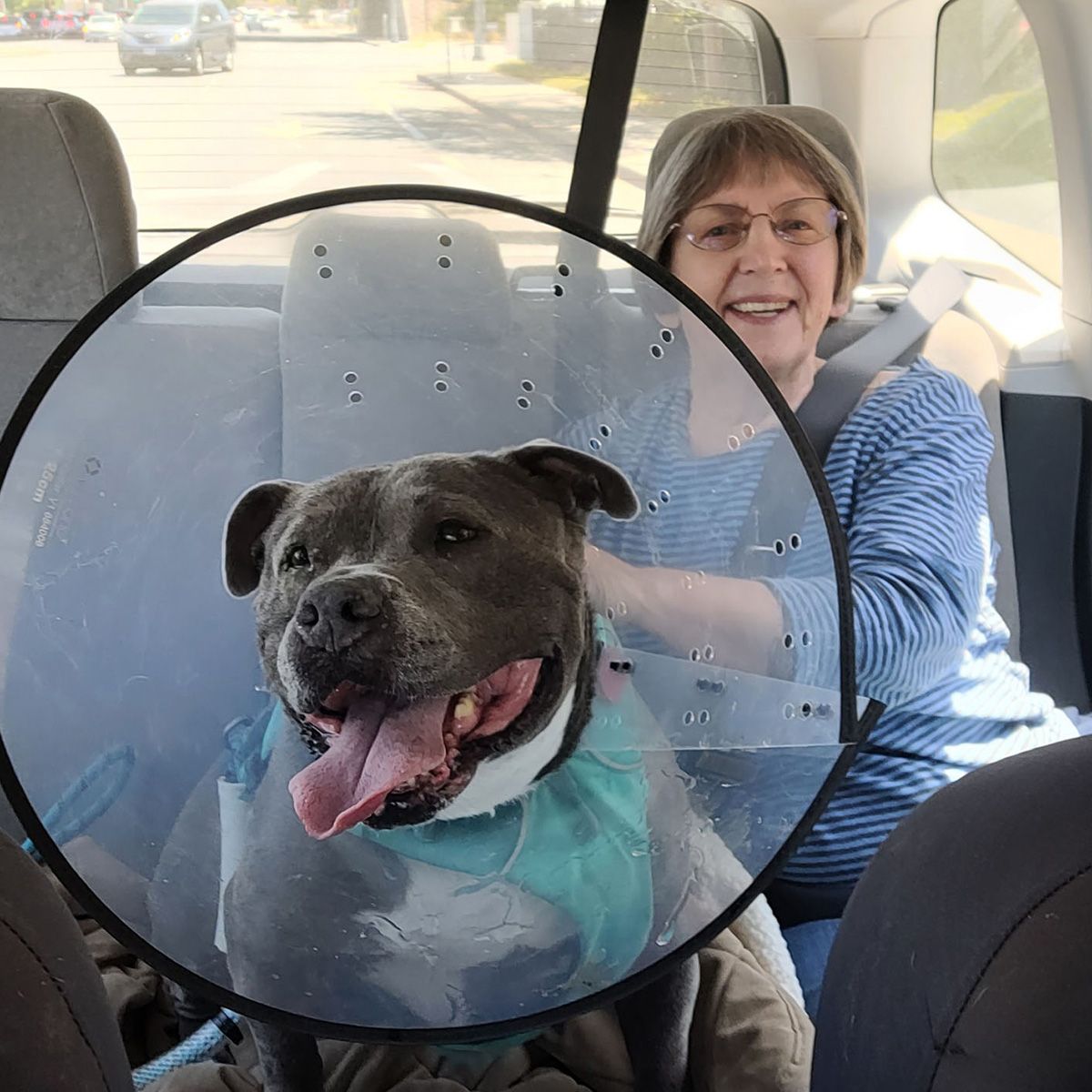 catherine and tillie (in a cone of shame) on the way home from the vet